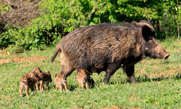 Wildschweine in der Anlage